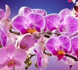 Como cuidar de orquídeas: Dicas essenciais